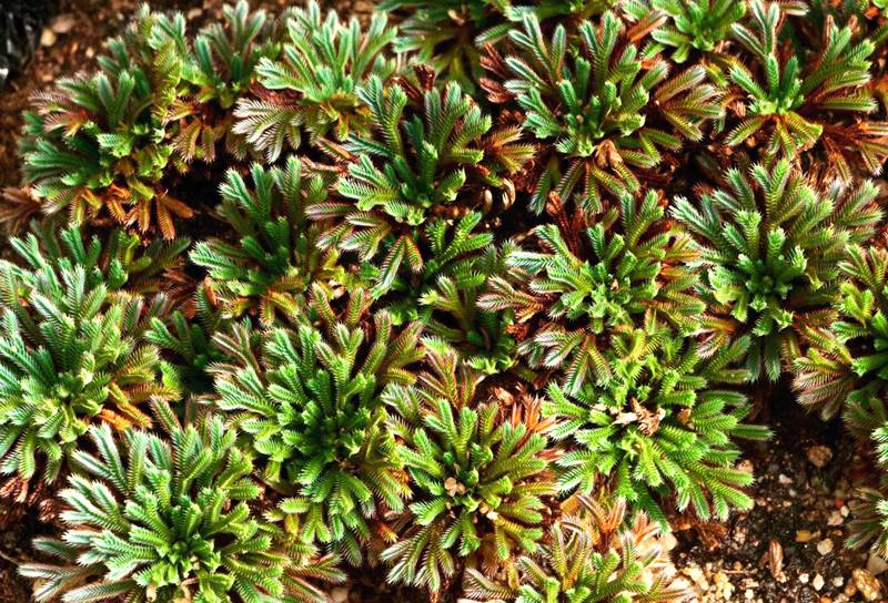 彩虹卷柏的葉片呈彩虹色。袁浪興供圖