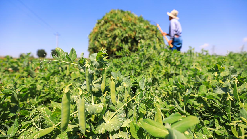 河北省唐山市灤南縣宋道口鎮(zhèn)崔董各莊村農(nóng)民在田間收獲豌豆。張永新攝