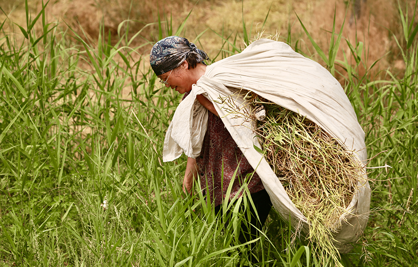 村民在收割油菜花，臉上綻放著豐收的喜悅。陳英華攝