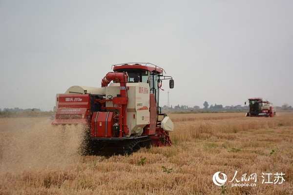 5月下旬，勝利圩高標(biāo)準(zhǔn)農(nóng)田內(nèi)，大型收割機(jī)作業(yè)。韋東寧攝