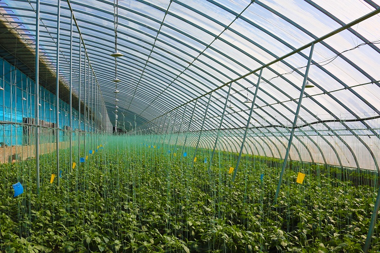 智慧蔬菜富民生。