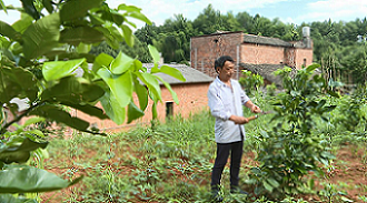泉塘村村民正在修剪柚子樹樹枝。單位供圖