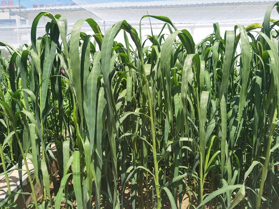 河北省張家口農科院試驗田中的“張雜谷”正在茂盛生長。 受訪者供圖