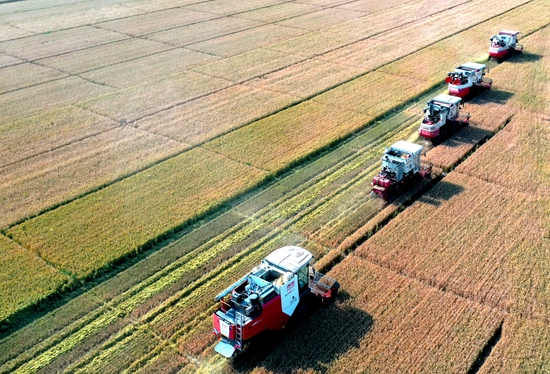 今年6月，河北省衡水市阜城縣碼頭鎮(zhèn)戈家墳村的麥田里，大型聯合收割機“組團”作業(yè)。 苗鳳強攝