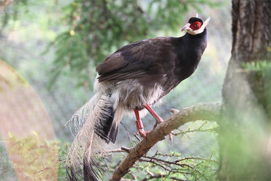 小五臺(tái)山國(guó)家級(jí)自然保護(hù)區(qū)繁育基地中的褐馬雞。姚偉強(qiáng)攝