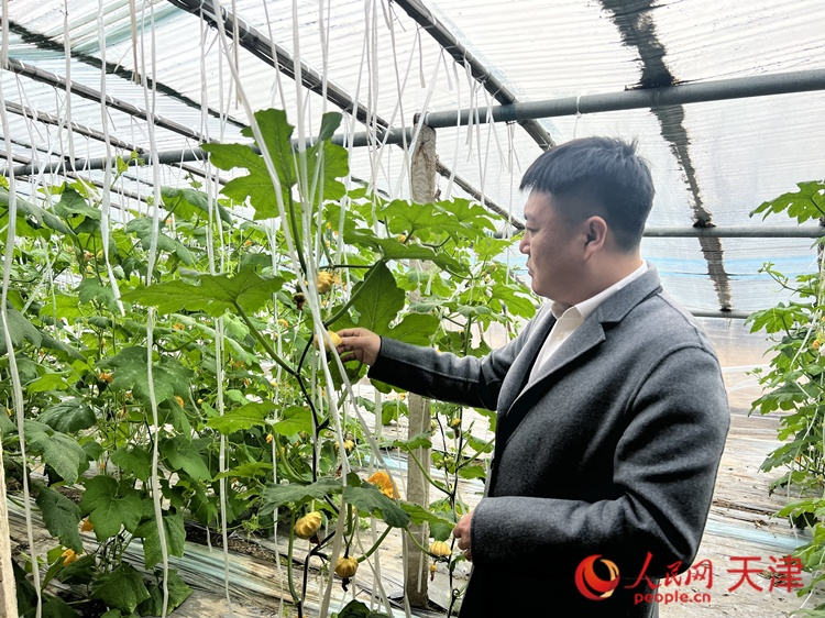 西青區(qū)辛口鎮(zhèn)大杜莊村黨總支書(shū)記、村委會(huì)主任畢紅鴿介紹當(dāng)下大棚里種植的造型奇特的文玩葫蘆。  人民網(wǎng) 孫翼飛攝