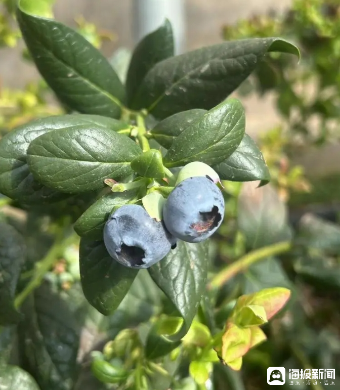 西瓜、藍莓、草莓上高原！山東濰坊援藏組因地制宜打造特色蔬菜發(fā)展中心