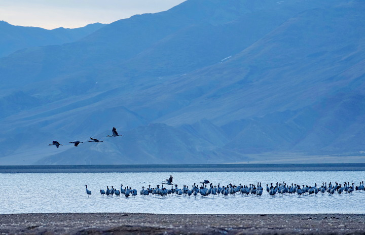 鏡觀·回響丨西部生態(tài)建設:以高水平保護支撐高質量發(fā)展