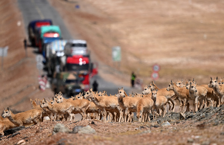 鏡觀·回響丨西部生態(tài)建設:以高水平保護支撐高質量發(fā)展
