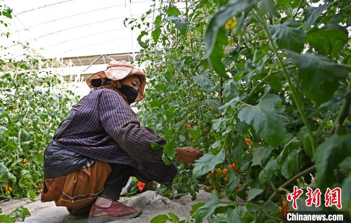 圖為巴珍在地里勞作?！≮w朗 攝