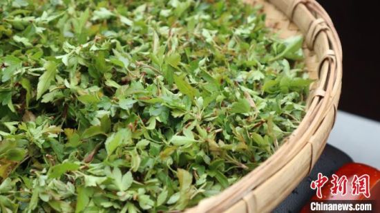 圖為班瑪藏雪茶?！O睿 攝