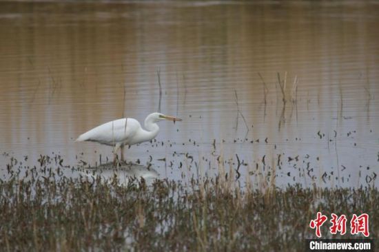 圖為大白鷺?？婶斂撕?托素湖自然保護(hù)區(qū)服務(wù)中心供圖 　　