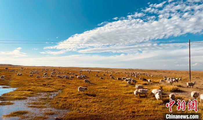 青海:天然草原基本達(dá)到草畜平衡草原生態(tài)功能逐步恢復(fù)