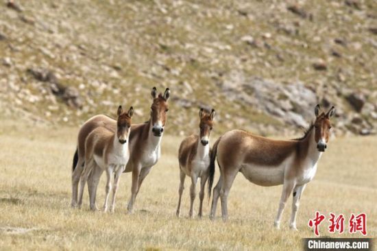 圖為三江源國家公園資料圖。三江源國家公園管理局供圖 　　