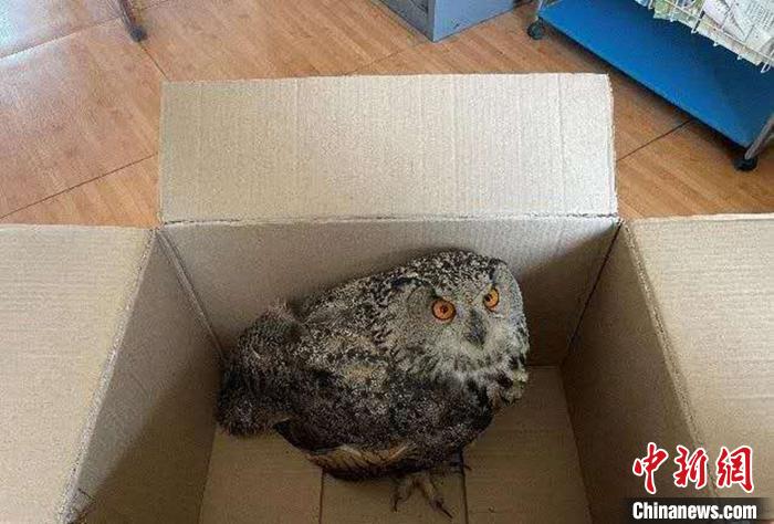 圖為青海省西寧市大通縣公安局森林警察大隊(duì)民警救助的國(guó)家二級(jí)保護(hù)野生動(dòng)物——雕鸮?！∏嗪Ｊ」矎d森林警察總隊(duì)供圖 攝