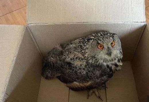 圖為青海省西寧市大通縣公安局森林警察大隊(duì)民警救助的國(guó)家二級(jí)保護(hù)野生動(dòng)物——雕鸮?！∏嗪Ｊ」矎d森林警察總隊(duì)供圖 攝