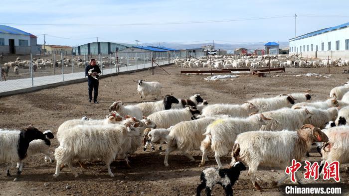 圖為馬金山查看羊羔長勢?！±铍h 攝