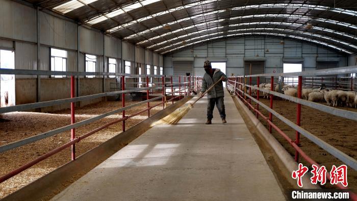 圖為放牧員扎布拉正在打掃羊棚衛(wèi)生?！±铍h 攝