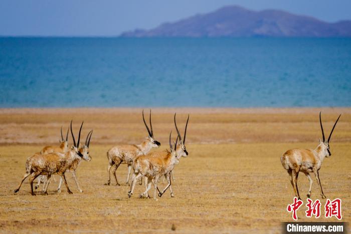圖為西藏藏羚羊在色林錯湖邊覓食，隨著保護措施的不斷加強，如今西藏藏羚羊種群數(shù)量獲得恢復(fù)性增長。　江飛波 攝