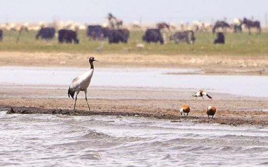  仙女灣一只黑頸鶴正在湖邊覓食。攝影：海東