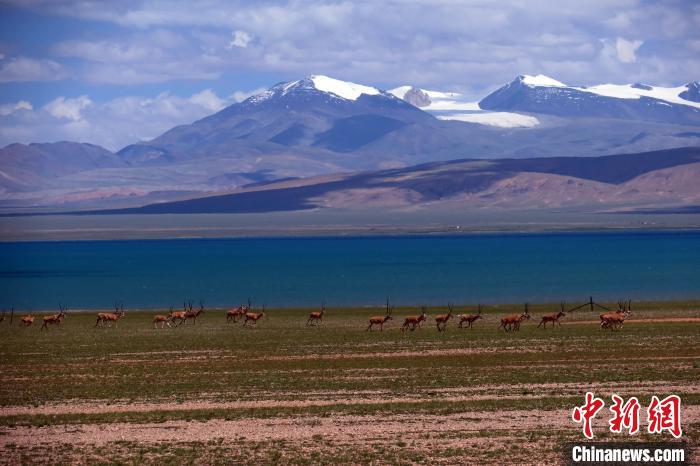 從317國道遠(yuǎn)眺達(dá)則錯(cuò)，湖岸藏羚羊與雪山美景令人矚目?！?lt;a target='_blank' ><p  align=