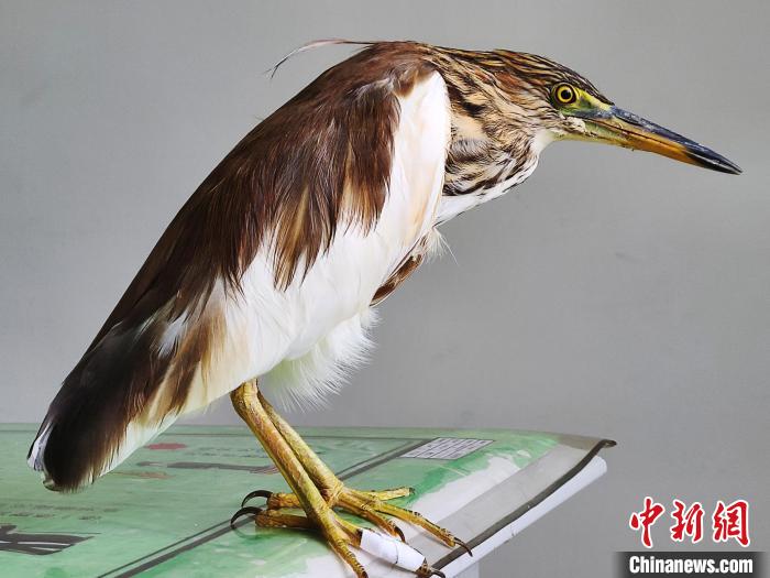 圖為被救助的國(guó)家一級(jí)重點(diǎn)保護(hù)動(dòng)物池鷺?!×鴿商?攝