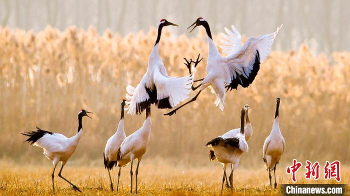 江蘇鹽城黃海濕地上的丹頂鶴?！←}城市委宣傳部供圖