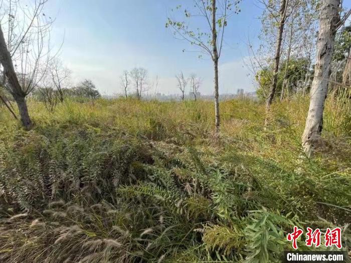 發(fā)現(xiàn)的加拿大一枝黃花?！畈?攝