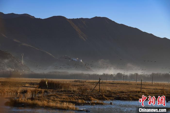 圖為拉薩市林周縣境內(nèi)飛翔的候鳥?！∝暩聛硭?攝
