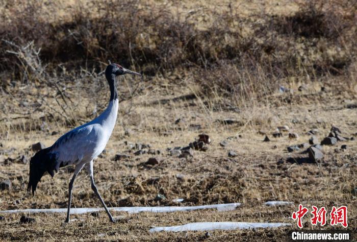 圖為一只黑頸鶴在拉薩市林周縣境內(nèi)田間覓食?！∝暩聛硭?攝