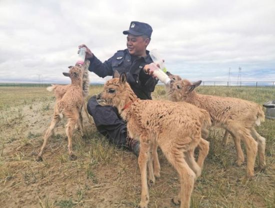 生命禁區(qū)的超級“奶爸”。
