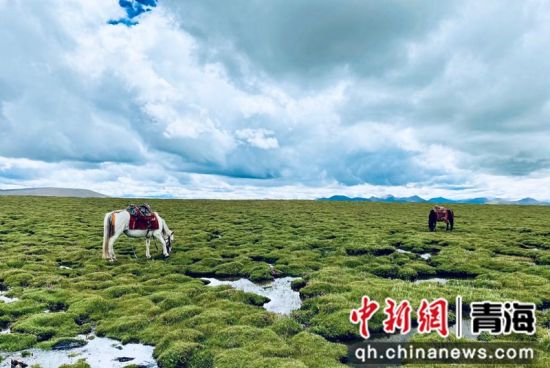 圖為長江南源沼澤濕地。李江寧攝