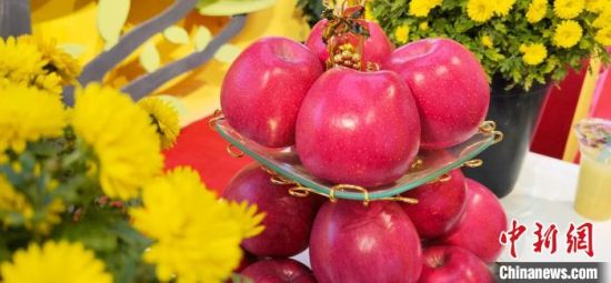 2021年10月15日，中國(guó)蘋果首屆產(chǎn)銷峰會(huì)暨甘肅平?jīng)龉焚Q(mào)易大會(huì)在平?jīng)鍪徐o寧縣開幕。(資料圖) 魏建軍 攝