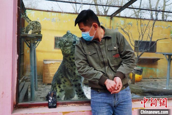 圖為雪豹“奶爸”史壽軍直播休息時(shí)與雪豹互動(dòng)。　馬銘言 攝