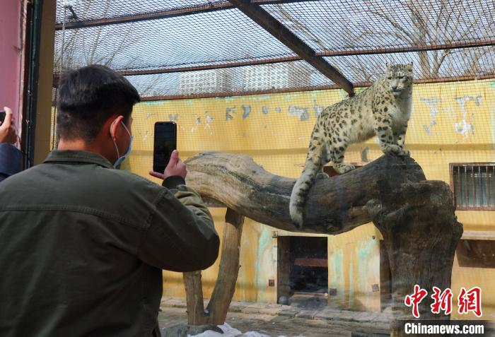 圖為雪豹“奶爸”史壽軍正在直播?！●R銘言 攝