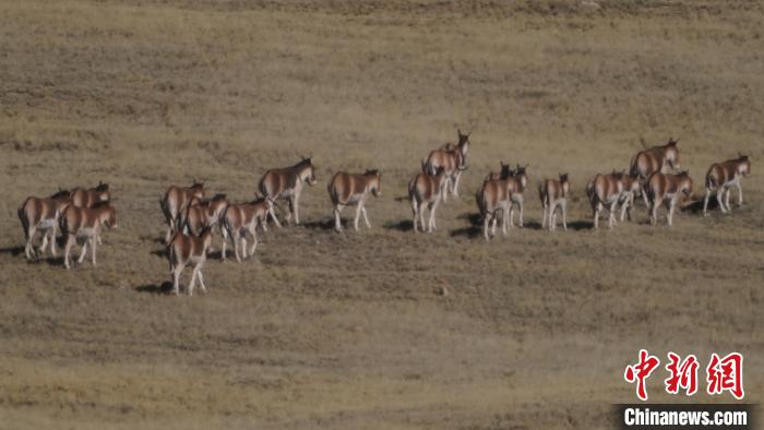 圖為草地上的西藏野驢?！“簿S斌 攝