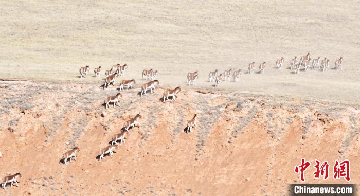 圖為西藏野驢奔跑在山間?！∥溲┓?攝