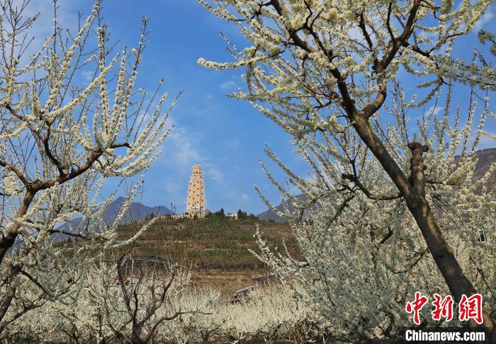 潔白的李花與碉樓交相輝映，勾勒出一幅美麗的和諧生態(tài)畫卷?！『吻搴?攝