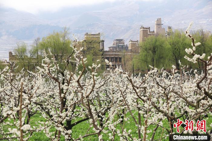 潔白的李花與村寨交相輝映，勾勒出一幅美麗的和諧生態(tài)畫卷。　何清海 攝