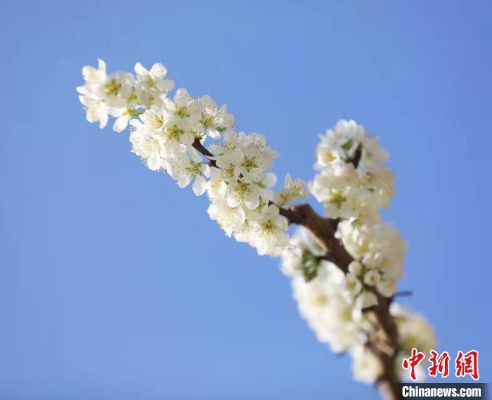 李花盛開?！『吻搴?攝