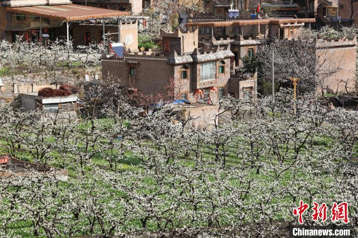 潔白的李花與村寨交相輝映，勾勒出一幅美麗的和諧生態(tài)畫卷?！『吻搴?攝
