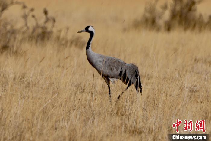 圖為灰鶴在青海海西蒙古族藏族自治州都蘭縣巴隆地區(qū)“閑庭漫步”。　 松太加 攝