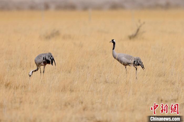 圖為灰鶴在青海海西蒙古族藏族自治州都蘭縣巴隆地區(qū)“閑庭漫步”。　 松太加 攝
