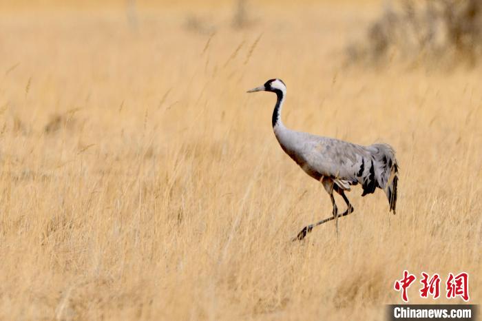 圖為灰鶴在青海海西蒙古族藏族自治州都蘭縣巴隆地區(qū)“閑庭漫步”?！?松太加 攝