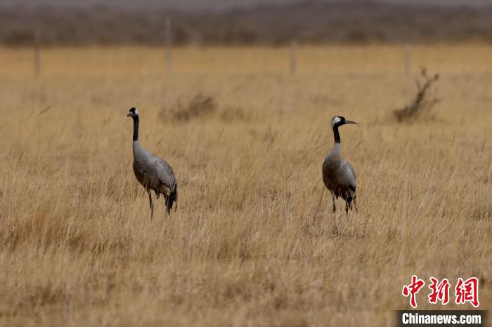 圖為灰鶴在青海海西蒙古族藏族自治州都蘭縣巴隆地區(qū)“閑庭漫步”?！?松太加 攝