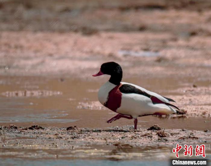 圖為翹鼻麻鴨?！」Π栽?攝