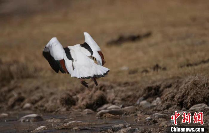 圖為翹鼻麻鴨?！」Π栽?攝
