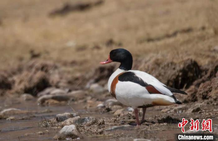 圖為翹鼻麻鴨?！」Π栽?攝