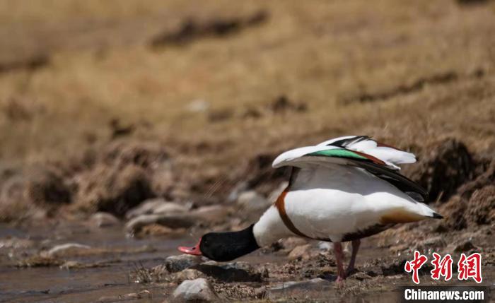 圖為翹鼻麻鴨?！」Π栽?攝