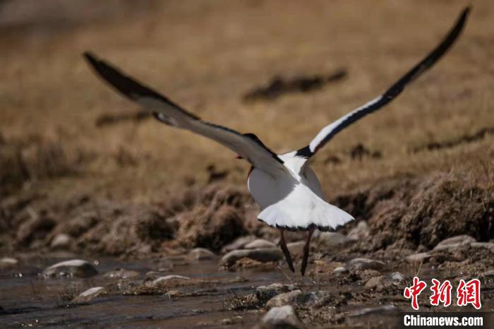 圖為騰飛的翹鼻麻鴨?！」Π栽?攝